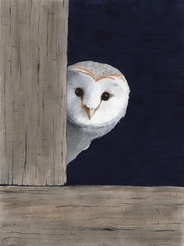 Diane Pope painting - a baby barn owl peeks at you from a wooden barn window