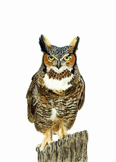 Diane Pope painting - a great horned owl on a white background surveys you from his wooden post