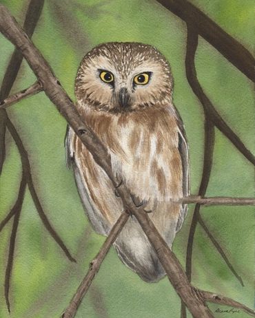 Diane Pope painting -  A brown owl sits in a tree inside the green woods