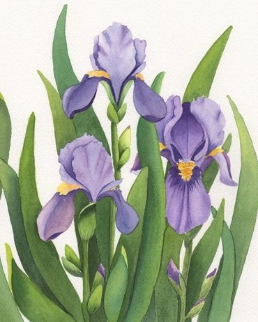 Diane Pope painting - Three purple irises in bloom