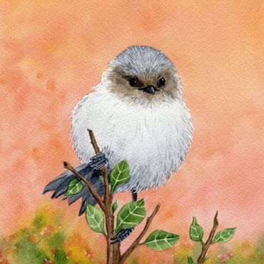 Diane Pope painting - a puffy little bushtit perches on the top of a branch