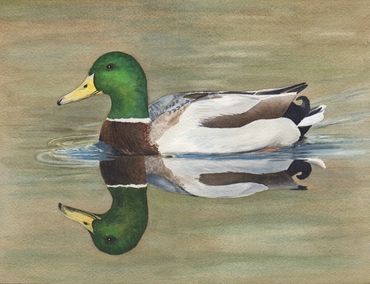 Diane Pope Painting: Male Mallard duck with reflection in the water.
