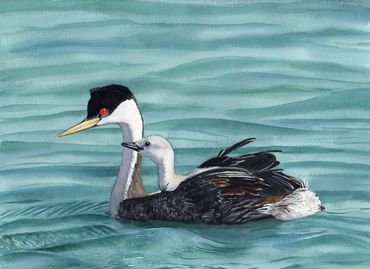 Diane Pope painting - a mother grebe with a baby on her back float in the water