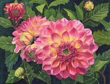 Diane Pope painting - Beautiful pink and cream dahlias in full bloom