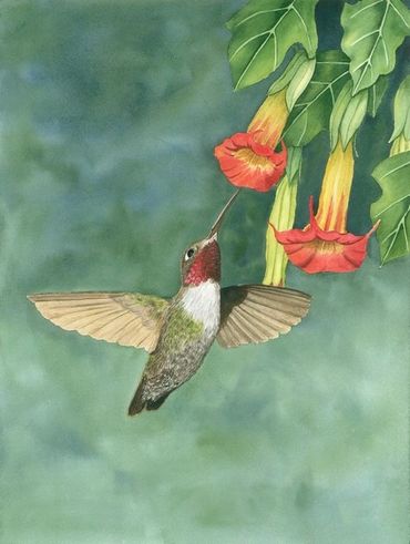 Diane Pope painting - a red-throated hummingbird sips from orange trumpet flowers