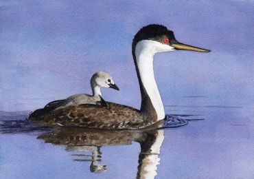 Diane Pope painting - a mother and baby grebe float on the water