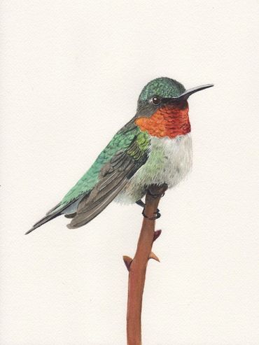 Diane Pope painting - A ruby throated hummingbird perches on a rose branch