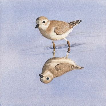 Diane Pope painting - A small grey sandpiper walks along the shore, reflection perfectly below