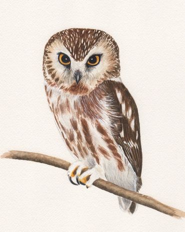 Diane Pope painting -  A saw whet owl perches on a branch against a white background
