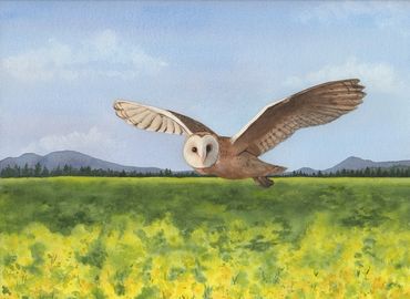 Diane Pope painting - A barn owl swoops low over a blooming yellow mustard field