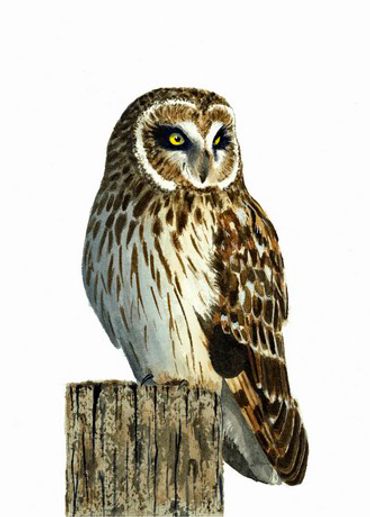 Diane Pope painting - a short-eared owl sits on a wooden post in from of a white background