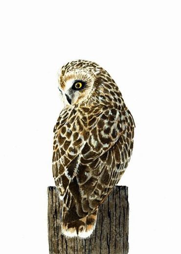 Diane Pope painting - a short-eared owl from behind perches on a post in front of a white background