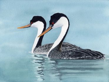 Diane Pope painting - two grebes swim together in calm water