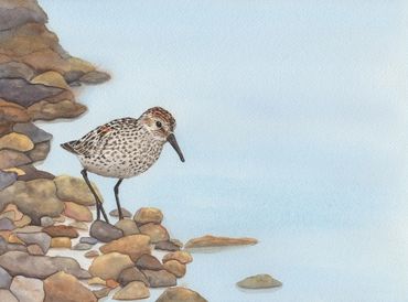 Diane Pope painting - A shorebird walks the rocky edge between water and land