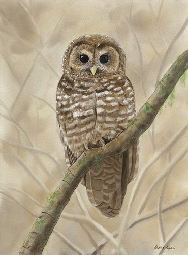 Diane Pope painting-A spotted owl sits on a branch with a beige background 