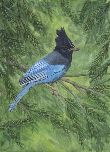Diane Pope Painting: Stellar's Jay sitting in a Pine Tree.