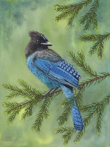 Diane Pope painting - A blue stellar's jay sits on a pine branch