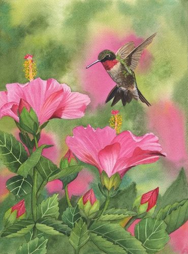 Diane Pope Painting: Hummingbird flying over a pink Hibiscus.