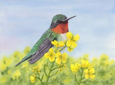 Diane Pope Painting
Ruby Throated Hummingbird sitting on a yellow Mustard flower with a light blue b