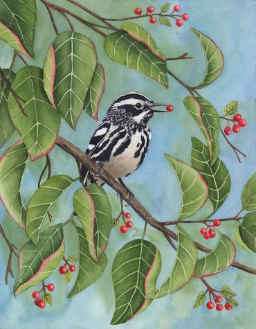 Diane Pope painting:
Black and White Warbler on a branch with red berries and one in his mouth.