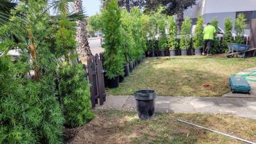PODOCARPUS  TREE PLANTING.