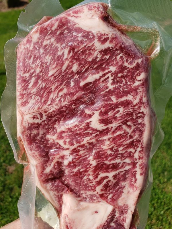 Red Emperor x Red Galaxy Steer
28 Months 410 DOF