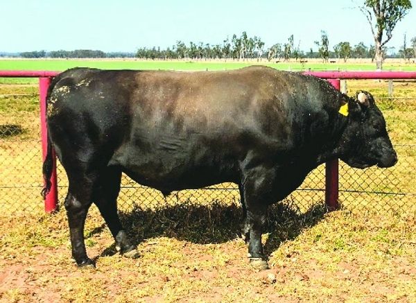 COATES ITOSHIGENAMI G113