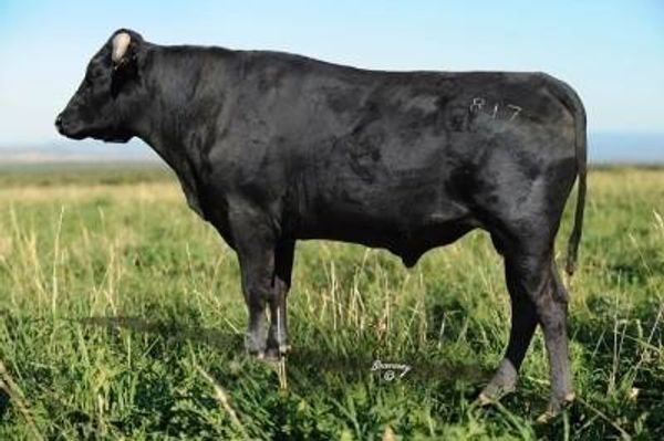 LMR SENSEI 817T (AI) (ET)