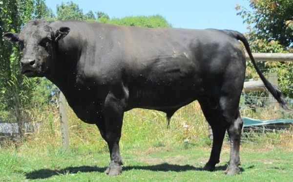 BLACKMORE DAI ICHI KIKUZAKURA H017