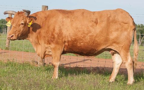 Legendary Marunami daughter "Ringo 117"