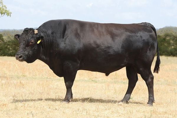 SUMO CATTLE CO MICHIFUKU F154 (AI)