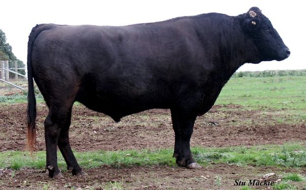 BLACKMORE AIZATZURUDOI Y398 (AI) (ET)