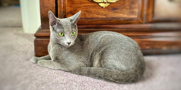 Russian Blue Cat