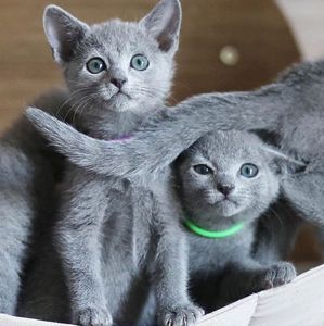 Russian Blue Kittens