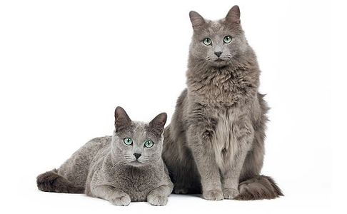 Russian Blue Cat and Nebelung