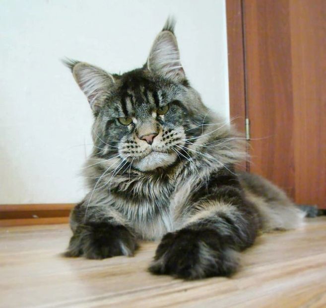 Main Coon