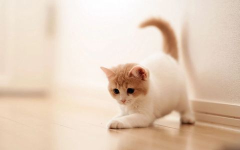 A new kitten in a house