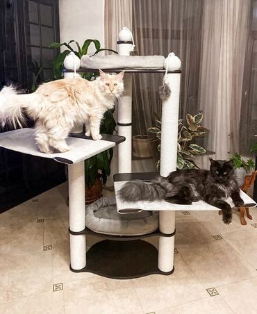 Best Cat Towels, cat trees, cat playhouse