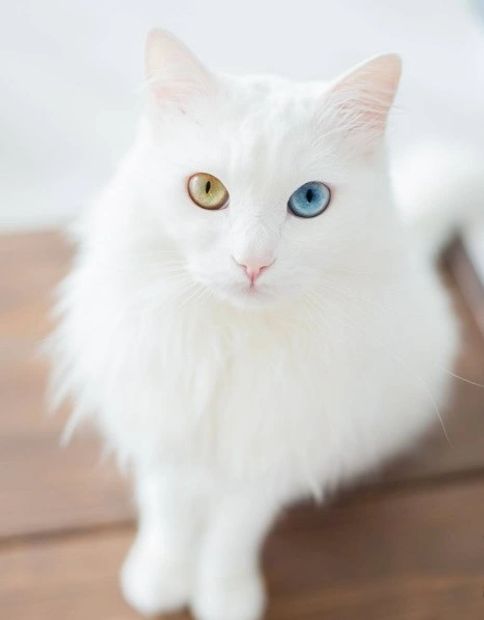 Turkish Angora