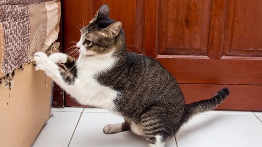 How to Train a Cat to a Scratching Post?