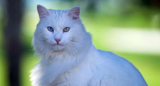 Turkish Angora
