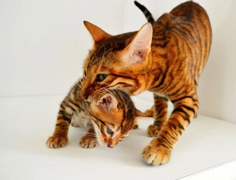 Toyger kitten