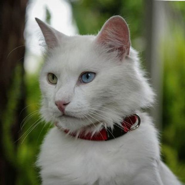 Turkish Angora