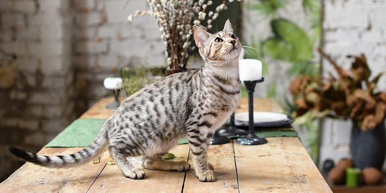 Savannah