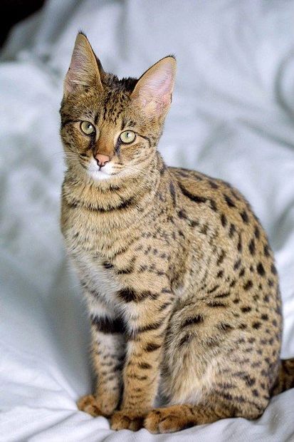 Savannah F4
