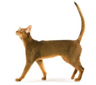 Abyssinian
