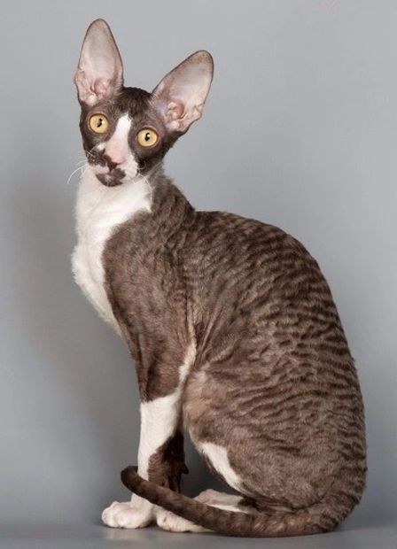 Cornish Rex cat