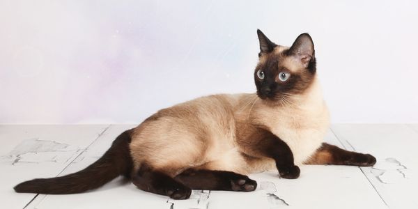Thai Cat smart