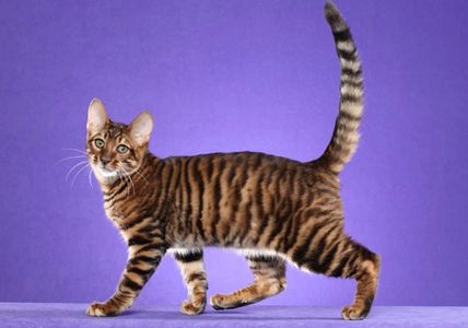 Toyger