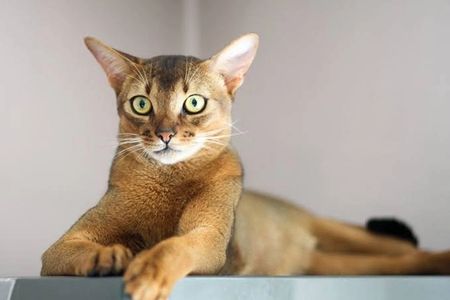 Abyssinian cat personality